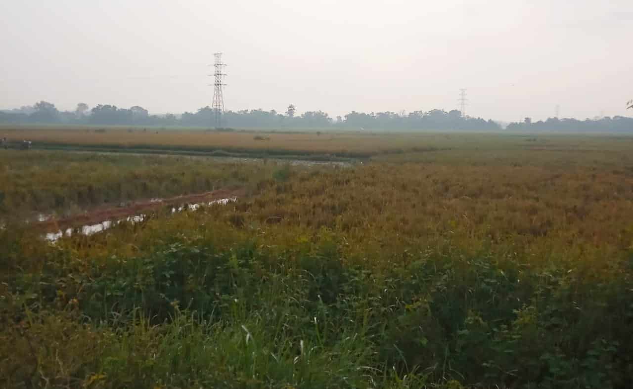 Lahan Pertanian Padi di Kabupaten Bangkalan