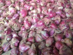 Harga Turun Drastis, Petani Bawang Merah di Pamekasan Mengeluh