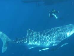 Kementerian Kelautan dan Perikanan Sinergikan Pengelolaan Ikan Hiu Paus