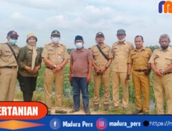 Berhasil Budidayakan Tomat Seluas 1 Hektar, Disperta Kunjungi Desa Olor