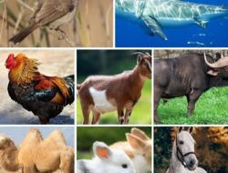 Ternyata Tidak Ada Binatang yang Masuk Surga