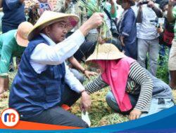 Panen Bawang Melimpah Ruah, Bupati Sumenep: Terget Jadikan Makanan Olahan 