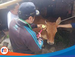Dukung Ketersediaan Sapi Lokal, DKKP Sumenep Beri Tanda Ear Tag 