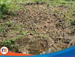 Akses Jalan Desa Gangsean Longsor Karena Diguyur Hujan