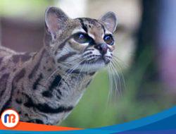 Margay, Salah Satu Hewan Paling Lucu di Dunia