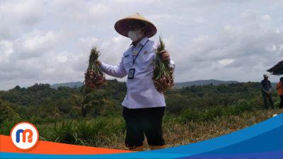 Kepala DKPP Sumenep Arif Firmanto saat menunjukkan hasil panen bawang merah di Desa Basoka, Kecamatan Rubaru pada beberapa waktu lalu. (Sumber Foto: Istimewa, 2023).