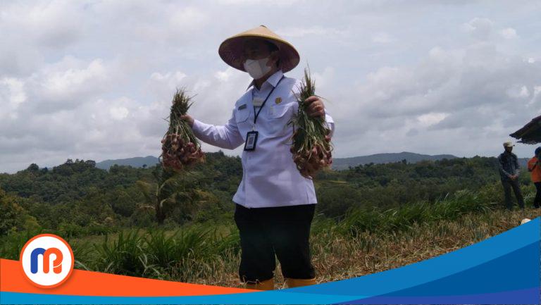 Kepala DKPP Sumenep Arif Firmanto saat menunjukkan hasil panen bawang merah di Desa Basoka, Kecamatan Rubaru pada beberapa waktu lalu. (Sumber Foto: Istimewa, 2023).
