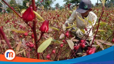 Wujudkan Tagline Bismillah Melayani, DKPP Sumenep Dorong Petani Budidaya Tanaman Rosela 