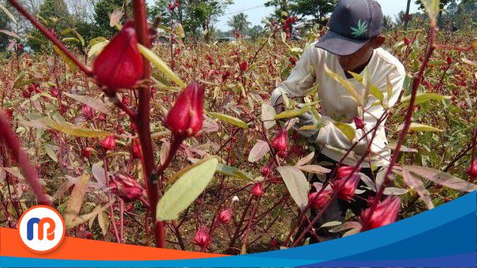 Tampak salah satu petani saat melakukan panen tanaman rosela (Sumber Foto: Istimewa, 2023). 