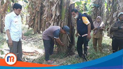 Puluhan Hektar Kebun Pisang Terjangkit Penyakit, DKPP Sumenep Gerak Cepat Berikan Penyuluhan