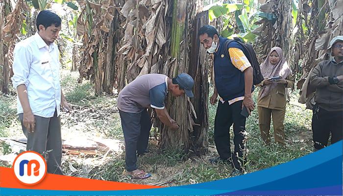 Penyuluh Pertanian Lapangan (PPL) Dinas Ketahanan Pangan dan Pertanian (DKPP) Sumenep saat memberikan penyuluhan kepada petani pisang pada beberapa waktu lalu (Sumber Foto: Istimewa, 2023).