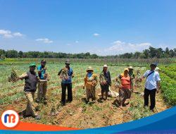 Sukses Panen Bawang Merah, Kepala DKPP Sumenep Tekankan Sinergitas 