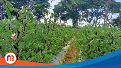 Tanaman rosela di Kecamatan Ambunten, Kabupaten Sumenep, Jawa Timur sukses melakukan panen yang produktivitas panennya mencapai 3 ton per hektare (Sumber foto: Istimewa, 2023). 