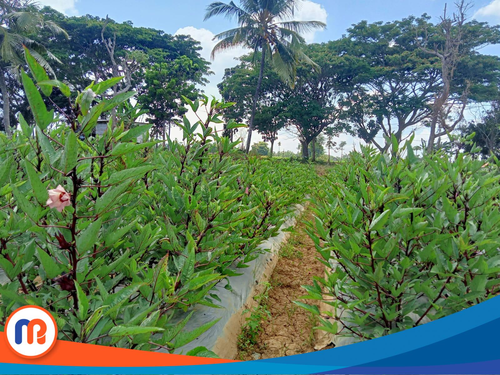 Tanaman rosela di Kecamatan Ambunten, Kabupaten Sumenep, Jawa Timur sukses melakukan panen yang produktivitas panennya mencapai 3 ton per hektare (Sumber foto: Istimewa, 2023). 