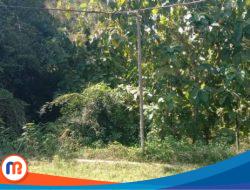 Tiang Listrik Roboh Tak Kunjung Diperbaiki, Warga Sampang Keluhkan Kinerja PLN ULP Ketapang