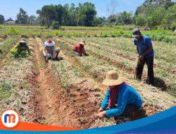 Bantuan Bibit Bawang Merah Program Upland di Sumenep Diduga Sarat Penyelewengan