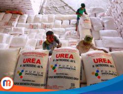 Harga Pupuk Urea dan NPK di Bangkalan Langgar Permentan HET Bersubsidi, Ini Ketegasan Dinas Pertanian
