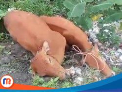 Ratusan Sapi di Sumenep Terpapar Wabah Misterius