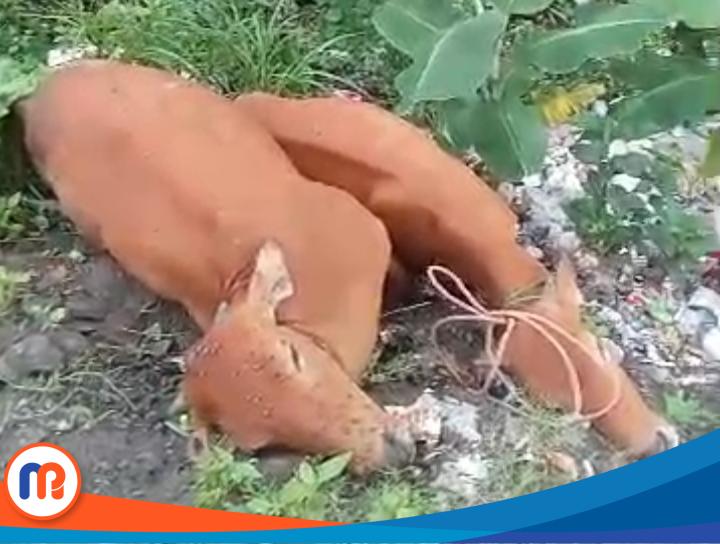 Tangkapan layar dua ekor sapi yang mati mendadak akibat wabah misterius