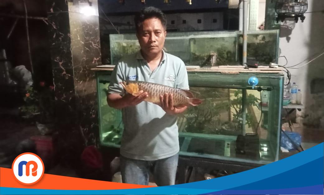 Herman Hidayat tampak sedih saat menunjukkan ikan kesayangannya mati akibat listrik sering padam