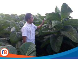 Industri Rokok Lokal Berkembang, Petani Batuputih tak Lagi Khawatir Harga Anjlok