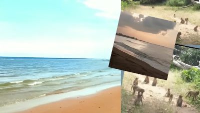 Pantai dan Hutan Kera Nepa merupakan salah satu objek wisata di Kabupaten Sampang. Objek wisata ini, meski belum dikembangkan seperti objek wisata alam lain di Sampang, namun pantai, apalagi hutan kerjanya, tak kalah menarik daripada objek wisata lainnya