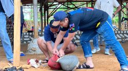 Anggota Polres Kabupaten Sampang saat mengamankan beberapa ekor ayam yang terluka di arena sabung ayam