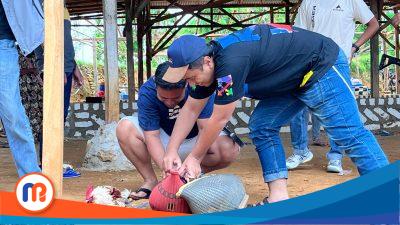 Anggota Polres Kabupaten Sampang saat mengamankan beberapa ekor ayam yang terluka di arena sabung ayam