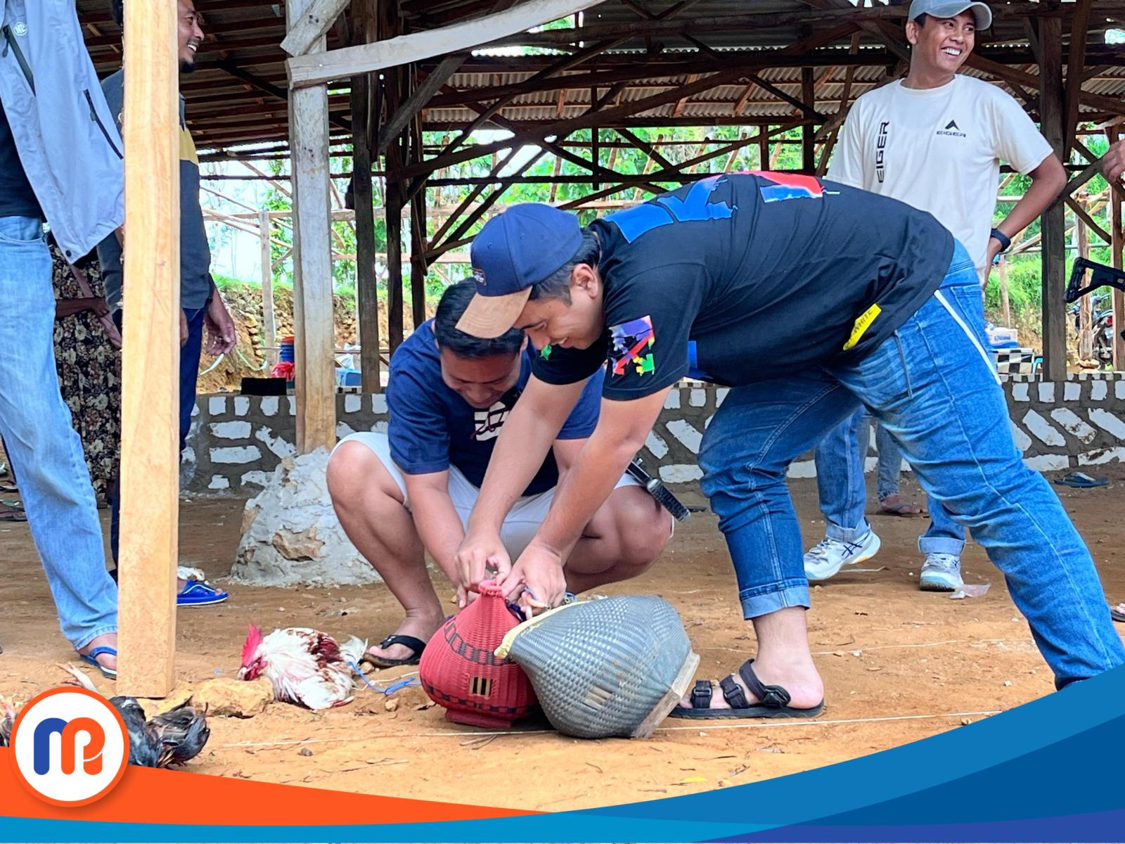 Anggota Polres Kabupaten Sampang saat mengamankan beberapa ekor ayam yang terluka di arena sabung ayam