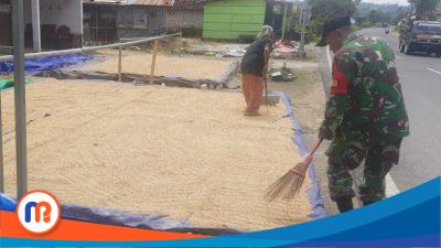 Babinsa Koramil 0826-08 Palengaan jalin sinergitas bersama petani dengan melakukan jemur padi di tengah terik matahari menyengat