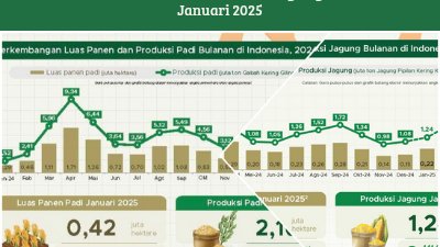 Luas panen padi dan jagung pada Januari 2025, menurut data BPS, meningkat tajam