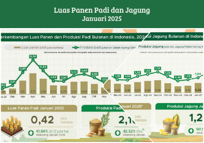 Luas panen padi dan jagung pada Januari 2025, menurut data BPS, meningkat tajam