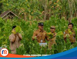 DBHCHT Rp1,5 M untuk Tanaman Tembakau di Bangkalan: Ini Rincian Anggarannya!