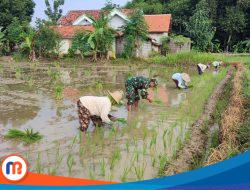 Babinsa Pademawu Dampingi Petani Tanam Padi Tahap 2 Perkuat Ketahanan Pangan