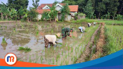 Babinsa Pademau bersama petani menanam padi tahap 2 sebagai bentuk dukungan memperkuat ketahanan pangan