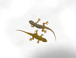 Cicak di Rumah Bisa Sebarkan Penyakit Serius