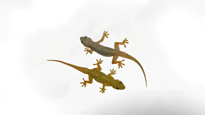 Cicak ternyata membawa ancaman serius bagi penghuni rumah karena dapat menyebarkan berbagai penyakit