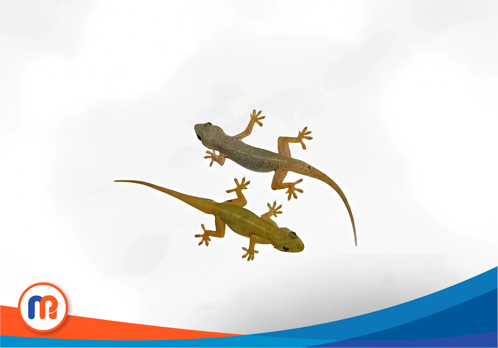 Cicak ternyata membawa ancaman serius bagi penghuni rumah karena dapat menyebarkan berbagai penyakit