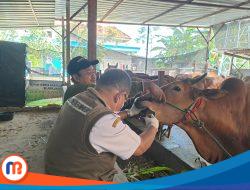 DKPP Pamekasan Terjunkan Tim Khusus Periksa Kesehatan Hewan Kurban Jelang Idul Adha 1446 H