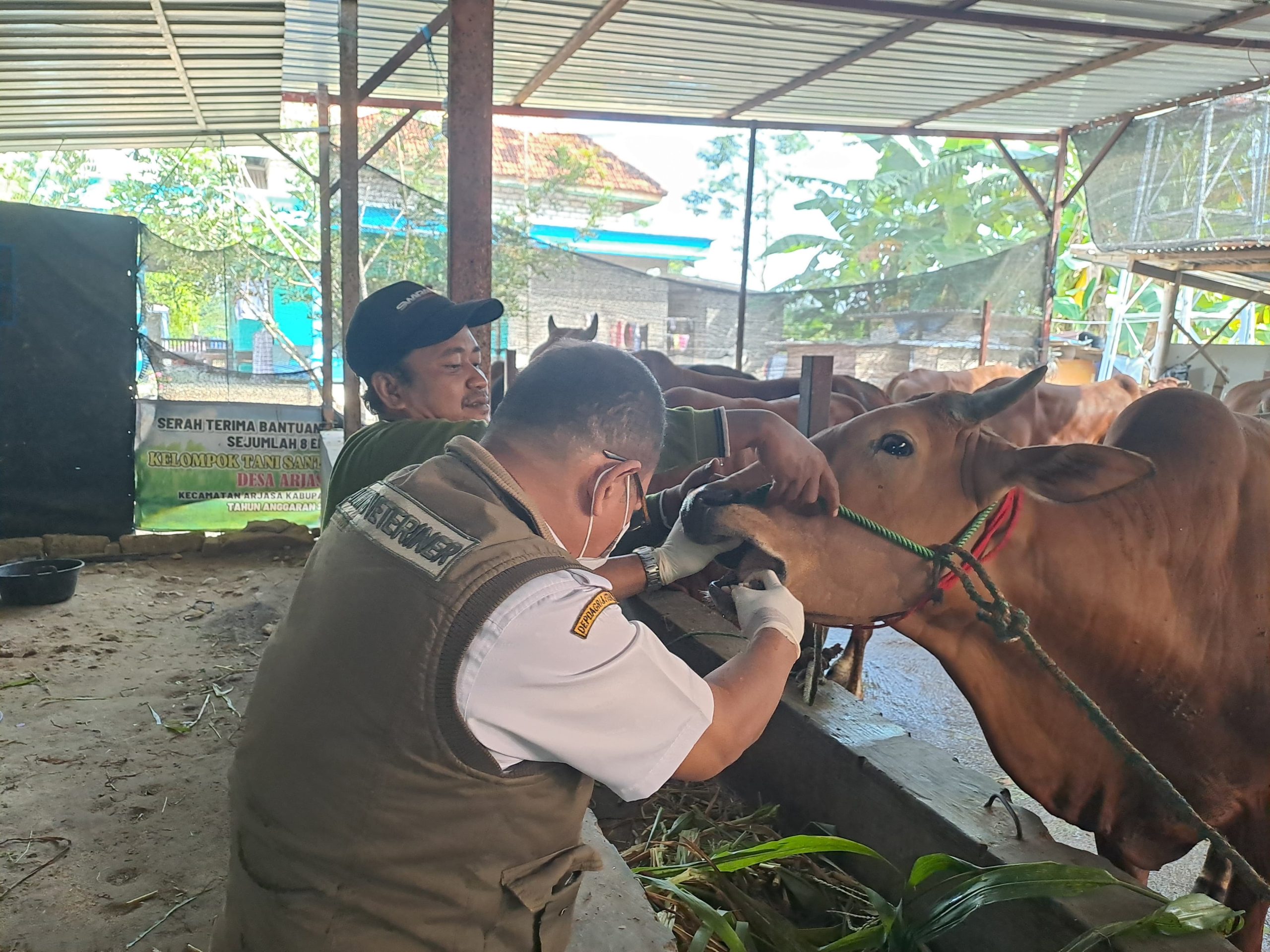 Pemeriksaan Kesehatan Hewan Kurban oleh Dinas Ketahanan Pangan dan Pertanian (DKPP) Kabupaten Pamekasan