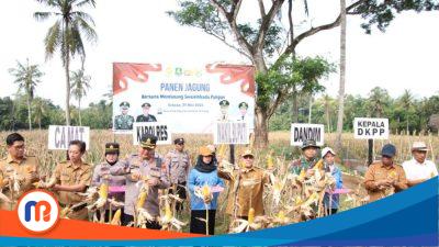 Panen raya bersama petani di Desa Ellak Daya, Kecamatan Lenteng