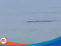 Buaya Muara Muncul di Pantai Trapang Sampang, Warga Diimbau Waspada