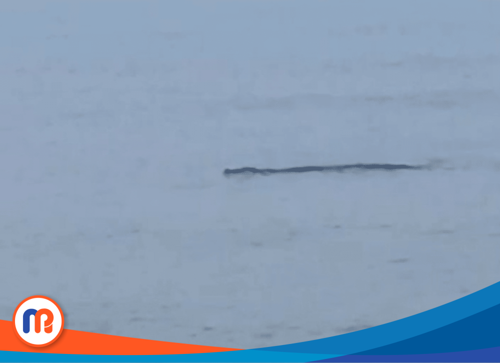 Buaya muara terekam ponsel warga sekitar saat muncul dipermukaan air Pantai Trapang Sampang