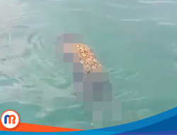 Mayat Perempuan Ditemukan Mengapung di Perairan Camplong, Identitas Terungkap Warga Pamekasan