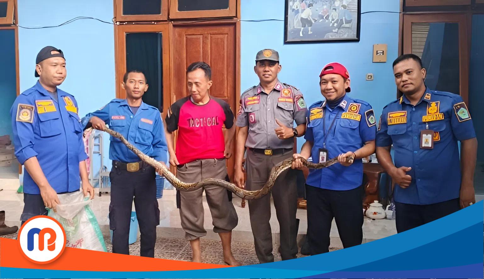 Petugas Damkar Kabupaten Pamekasan berhasil menangkap seekor ular sanca, sepanjang tiga meter, di saluran air kamar mandi milik warga di Kelurahan Lawangan Daya, Kecamatan Pademawu, Kabupaten Pamekasan.