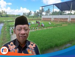 Target 25 Ribu Hektare, DKPP Sumenep Optimis Tuntaskan Realisasi Tanam Padi 2025