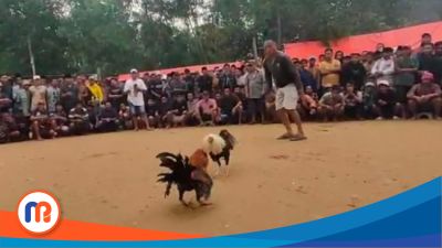 Tangkapan layar video viral sabung ayam di Kedungdung Sampang