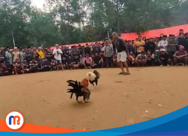 Tangkapan layar video viral sabung ayam di Kedungdung Sampang