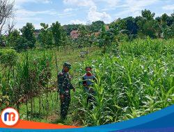 Babinsa Batumarmar Dampingi Petani Jagung di Desa Bujur Tengah
