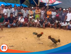 Sabung Ayam di Batuporo Sampang Diduga Kebal Hukum, Aparat Dinilai Tak Bertaji